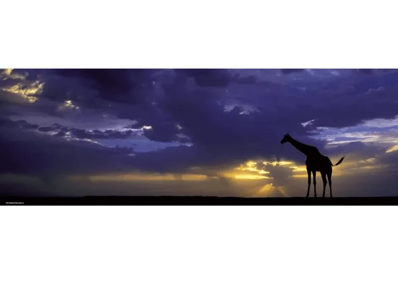 PUZZLE HEYE - A. VON HUMBOLDT : Couche de soleil - 1000 pièces