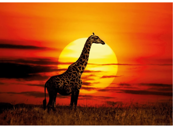 PUZZLE HEYE 29688 : "Sunny Giraffe" - 1000 pièces