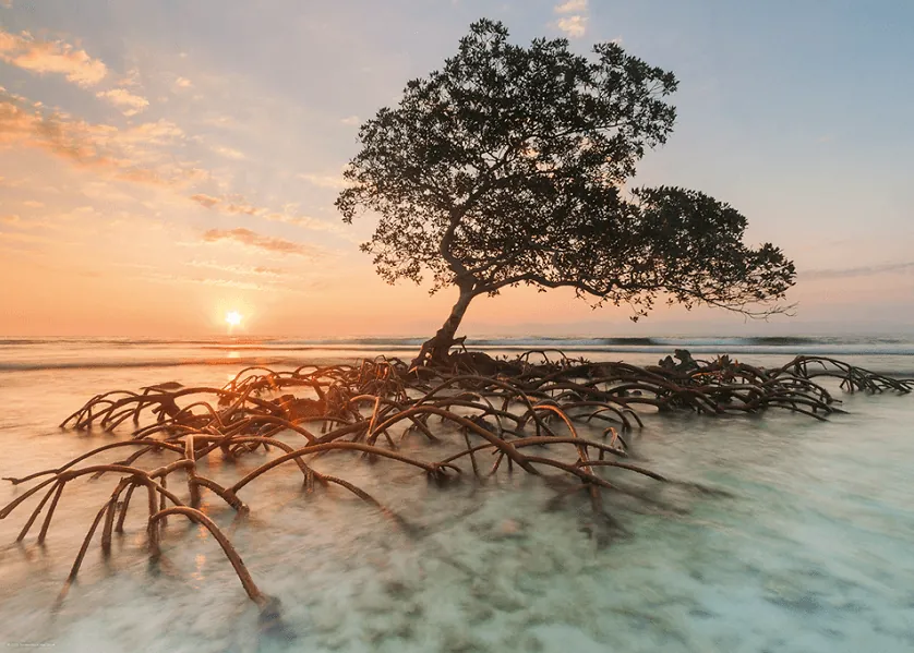 PUZZLE HEYE - A. VON HUMBOLDT : Mangrove rouge - 1000 pièces