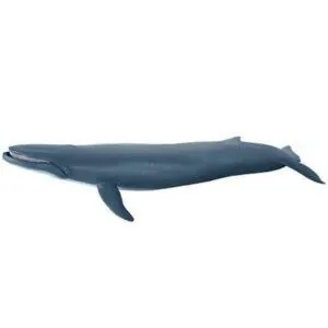 BALEINE BLEUE - PAPO