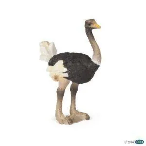 AUTRUCHE - PAPO