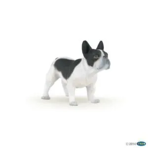 BOULEDOGUE  FRANCAIS - PAPO