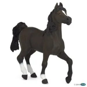 CHEVAL ARABE - PAPO
