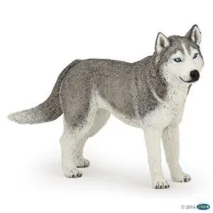 HUSKY DE SIBERIE - PAPO