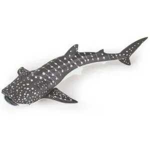 JEUNE REQUIN BALEINE - PAPO