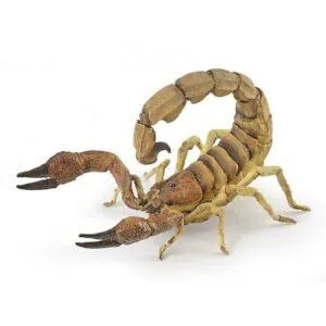 SCORPION - PAPO