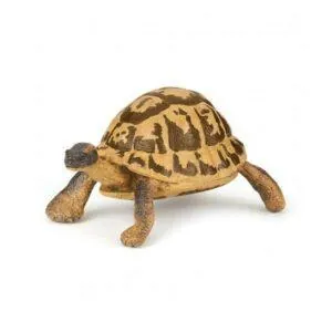 TORTUE HERMANN - PAPO