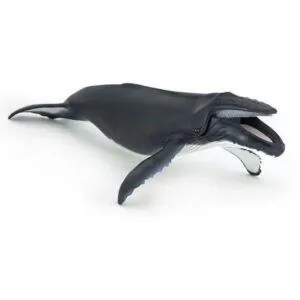 BALEINE A BOSSE - PAPO