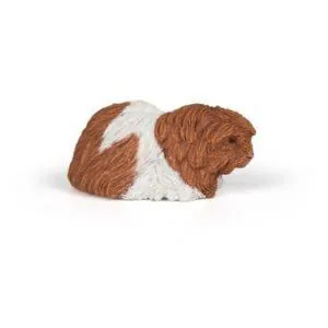 COCHON D'INDE - PAPO