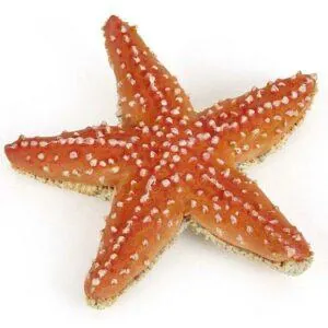 ETOILE DE MER - PAPO