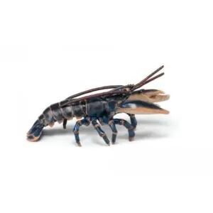 HOMARD - PAPO