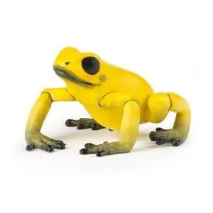 GRENOUILLE EQUATORIALE JAUNE - PAPO