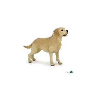 LABRADOR - PAPO