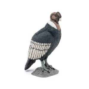 CONDOR - PAPO