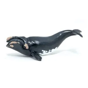 BALEINE FRANCHE - PAPO