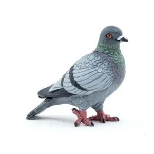 PIGEON - PAPO