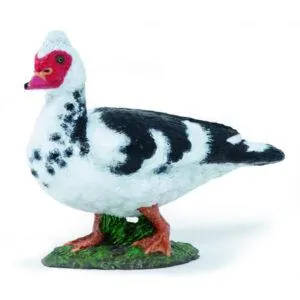 CANARD DE BARBARIE - PAPO