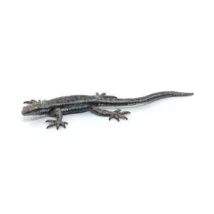 LEZARD COMMUN - PAPO