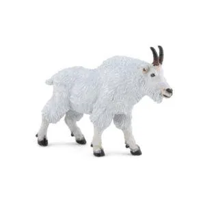 CHEVRE DU CANADA - PAPO