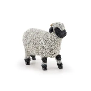 MOUTON NOIR DU VALAIS - PAPO