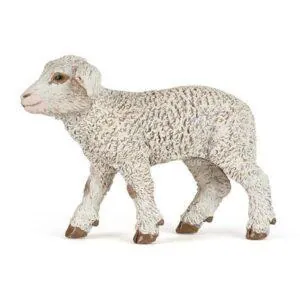 AGNEAU MERINOS - PAPO