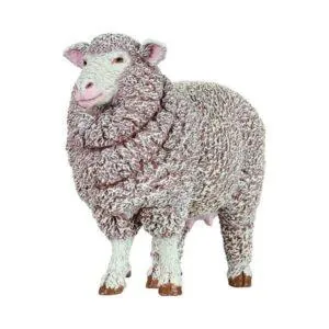 BREBIS MERINOS - PAPO