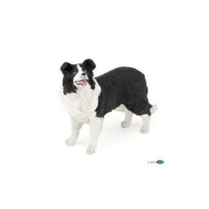 BORDER COLLIE - PAPO